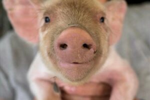 PAINT WITH PIGLETS